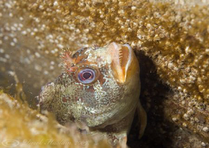 Tompot blenny. Trefor pier. D3,60mm. by Derek Haslam 
